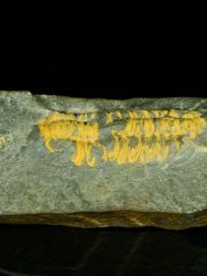 Trilobit Sao hyrsuta
