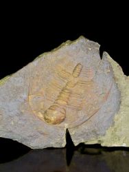 Trilobit Hydrocephalus minor