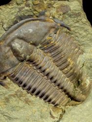 Trilobit Conocoryphe sulzeri