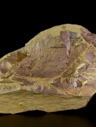 Trilobit Conocoryphe sulzeri