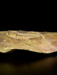 Trilobit Conocoryphe sulzeri